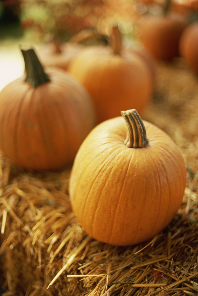 Pumpkin carving is a classic fall pastime --