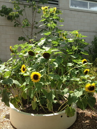 The Perfect Container Plant