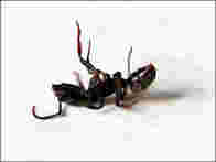 Have Ants or a Similar Pest? A Simple and Effective Methodology for Extermination