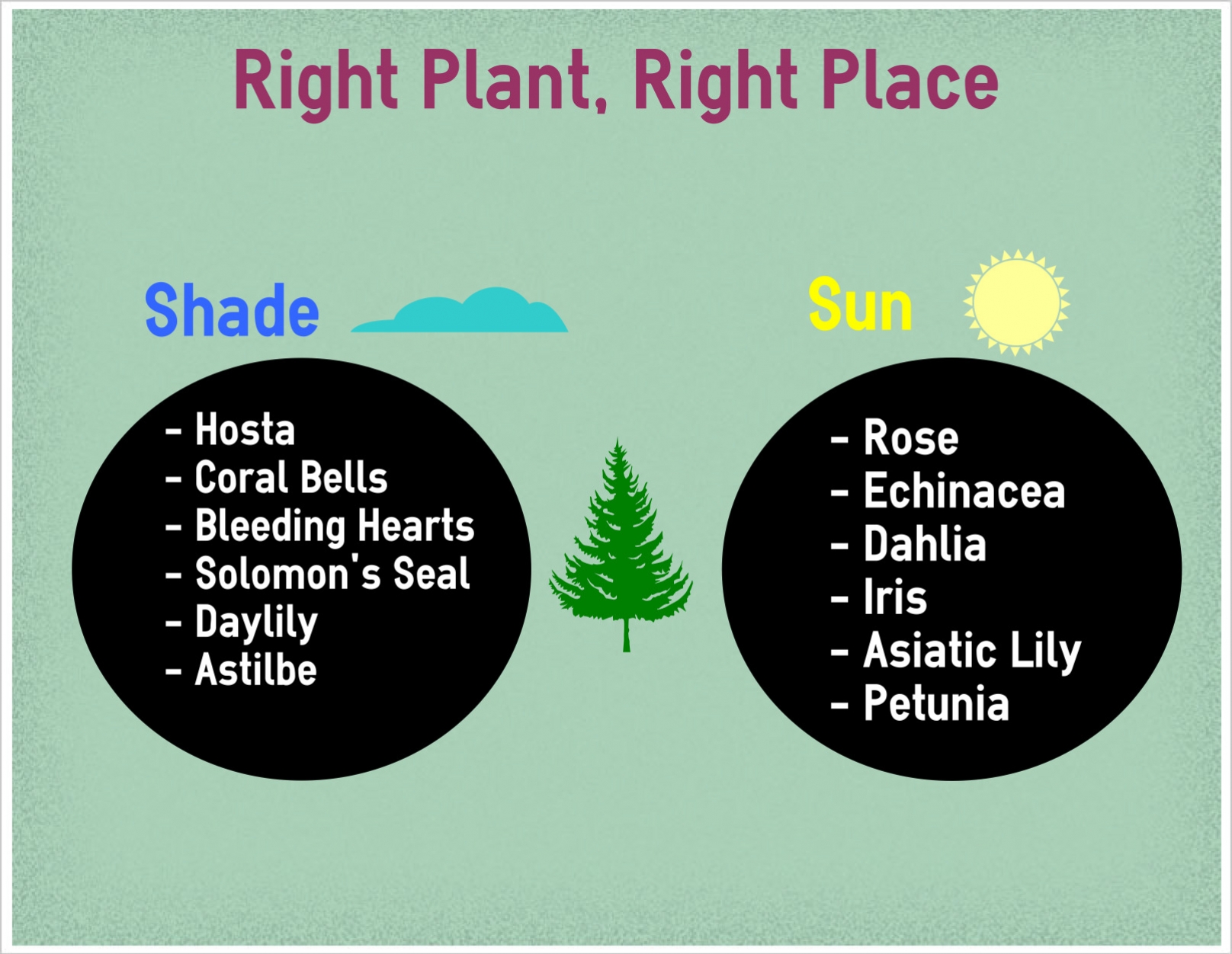 Figure Out Which Plant Goes Where!