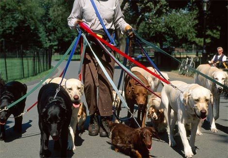 You may be shocked to learn that dog-walking