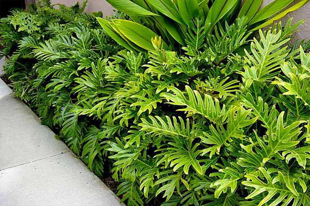 Philodendron is a great tropical plant for indoor