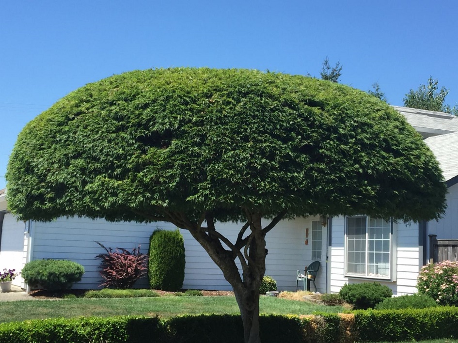 If you have trees on your property, pruning