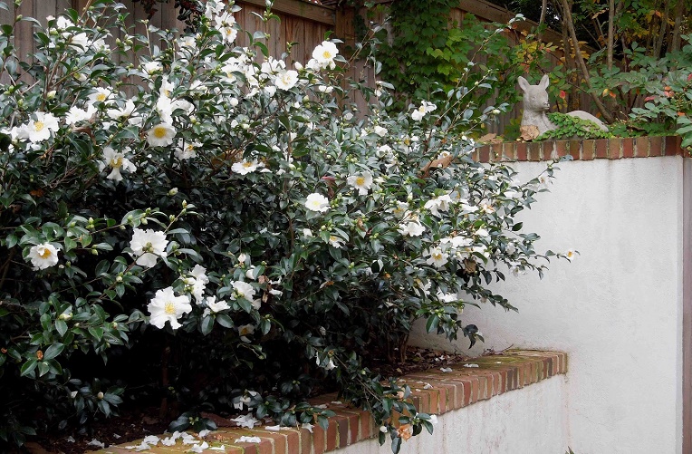 Do you have a camellia in your garden?