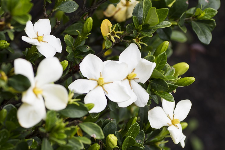 If you look for gardenia plants for sale