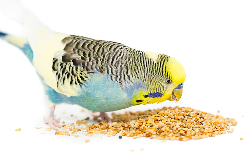 A superb range of pet bird health products