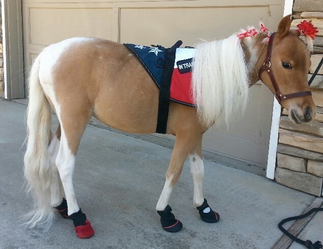 Protect your miniature horse with products such as