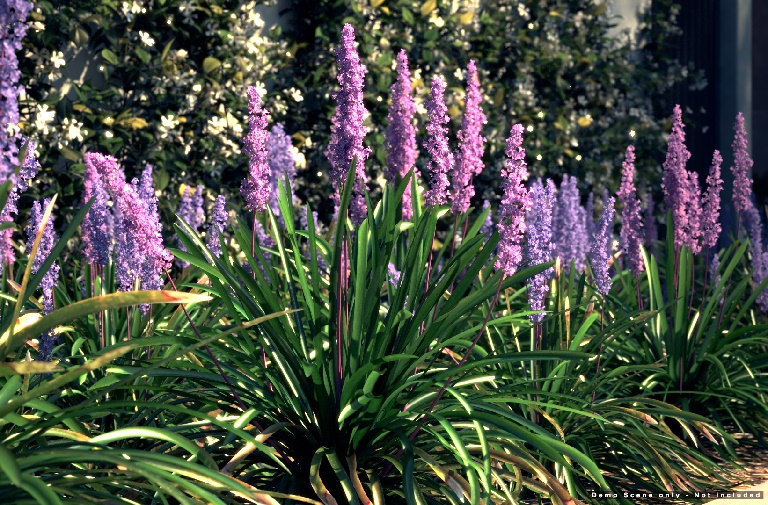 Liriope Muscari plants are good coz they have