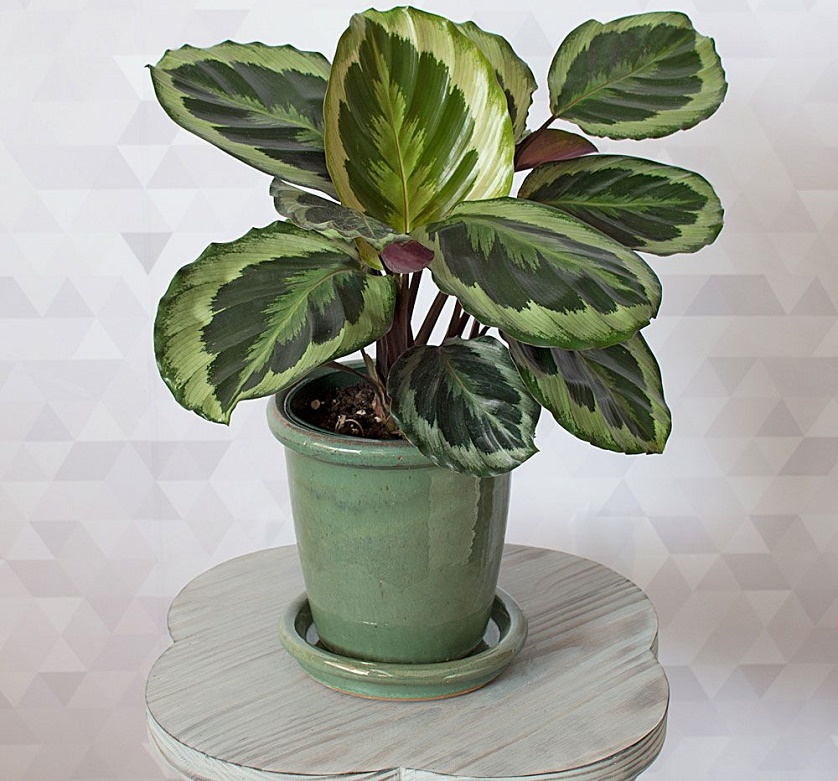 Calatheas are grown for their attractive and quite