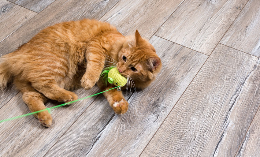 Exercise toys for cats.