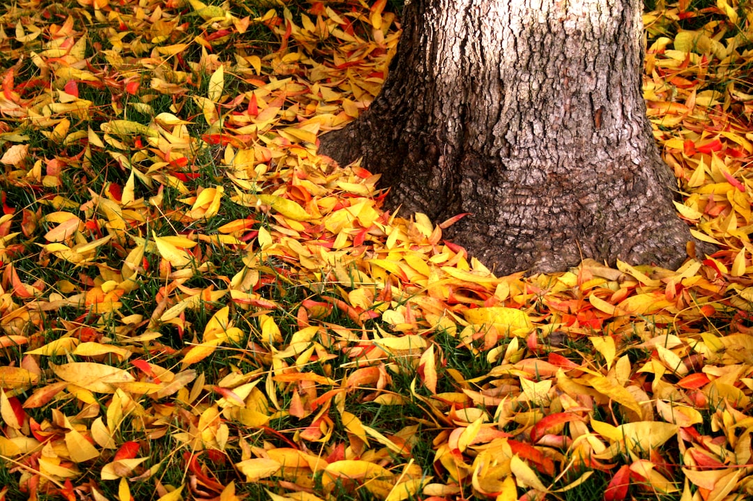 I hate raking leaves. My neighbour noted to