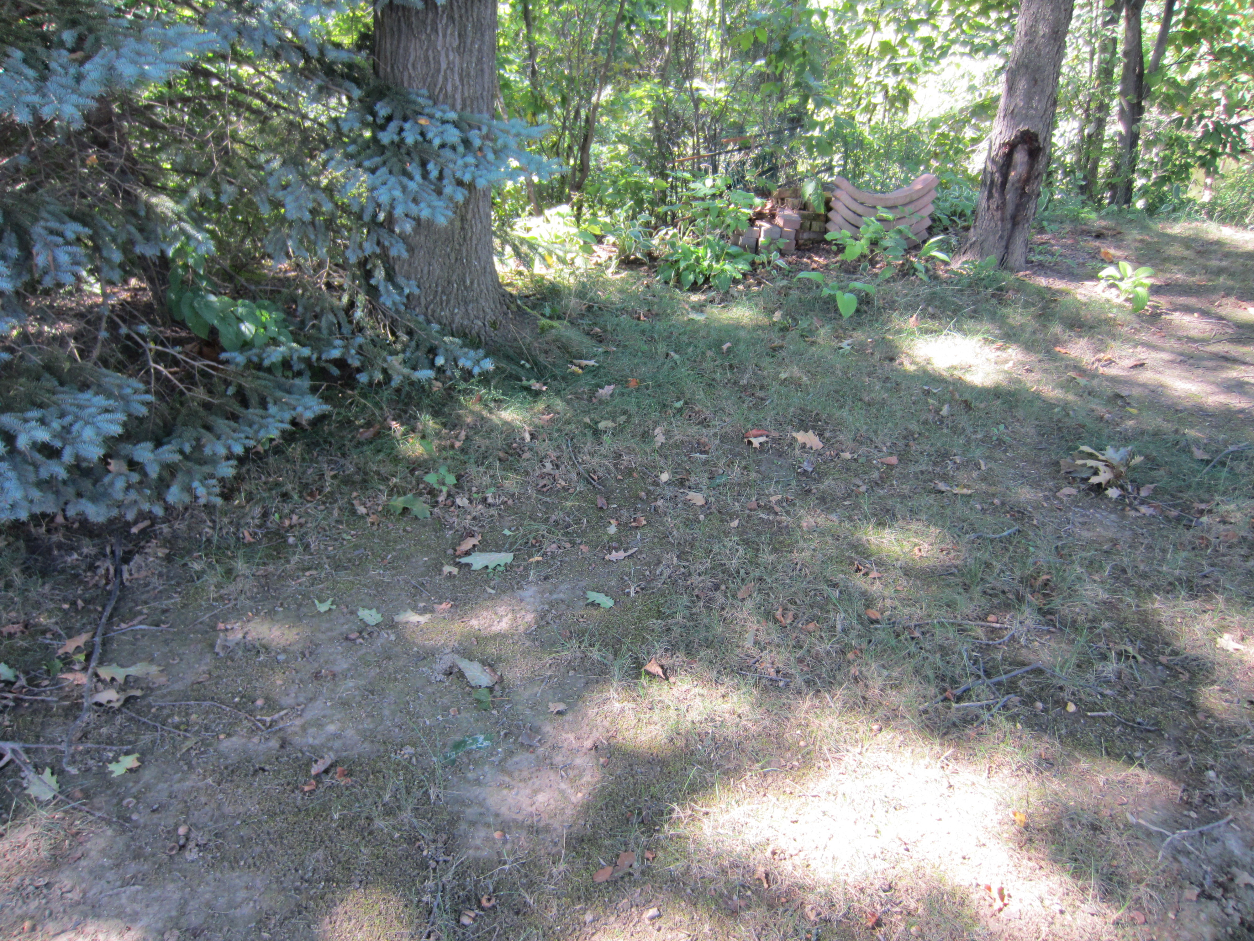 Can't grow grass under your oak trees? It