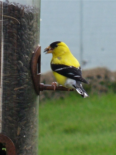 If you want to attract goldfinches and songbirds
