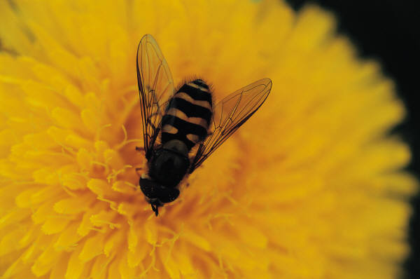 Bees and wasps are a surefire way to