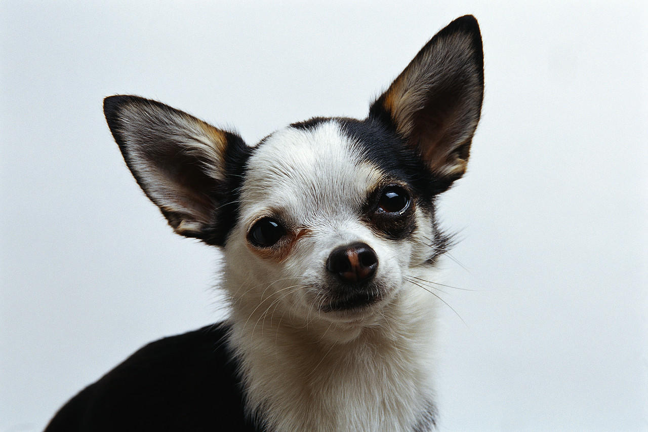 Chihuahuas are an awesome breed to own. They're