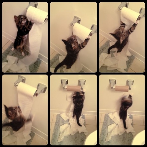 Cats love to unroll toilet paper. Stop them!
