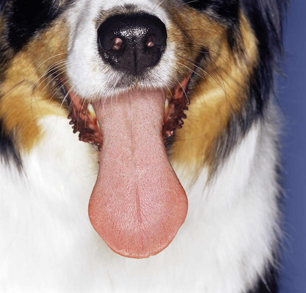 Fun fact: Dogs aren't usually afraid of storms.