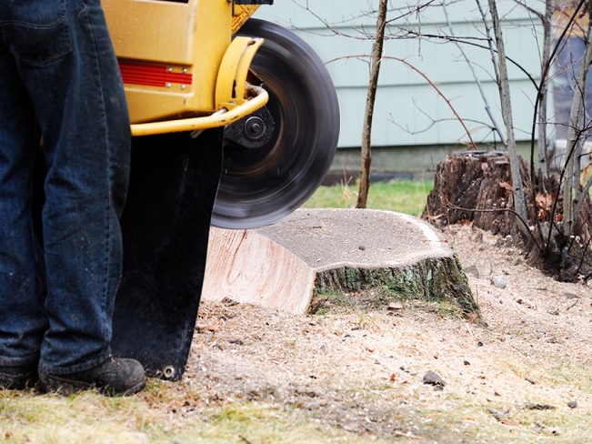 Benefits of Hiring a Professional for Tree Stump Removal