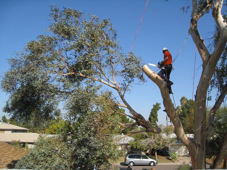 Many think that tree cutting is easy, but