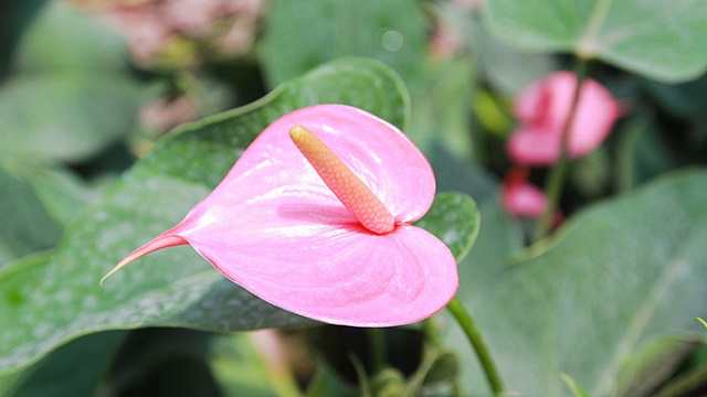 Generally speaking, the name Anthurium is an umbrella