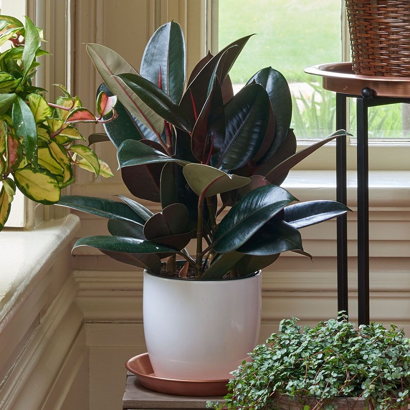 Many people have a Ficus Elastica plant in