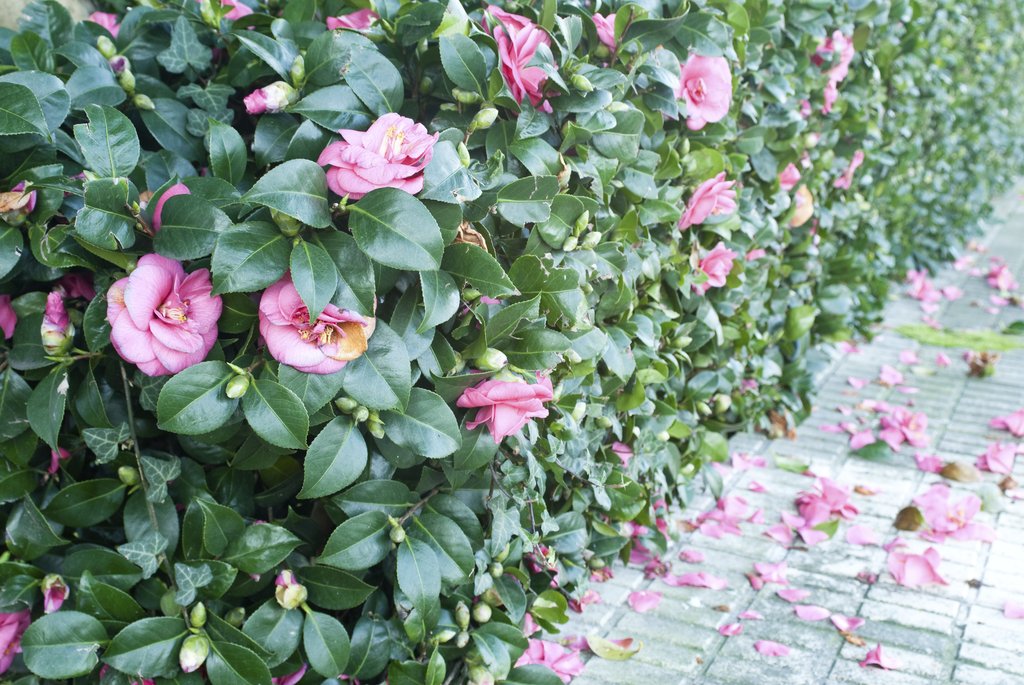 Camellias are an extremely hardy evergreen shrub/small tree