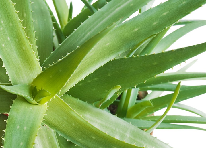 Aloe vera is more than an ordinary plant.