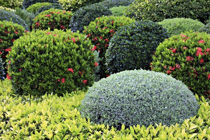 Shrubs are woody plants that are smaller than