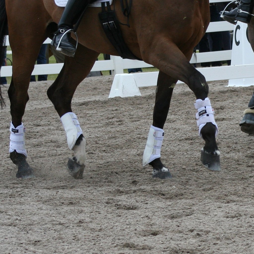 In order to ensure your horse’s legs are