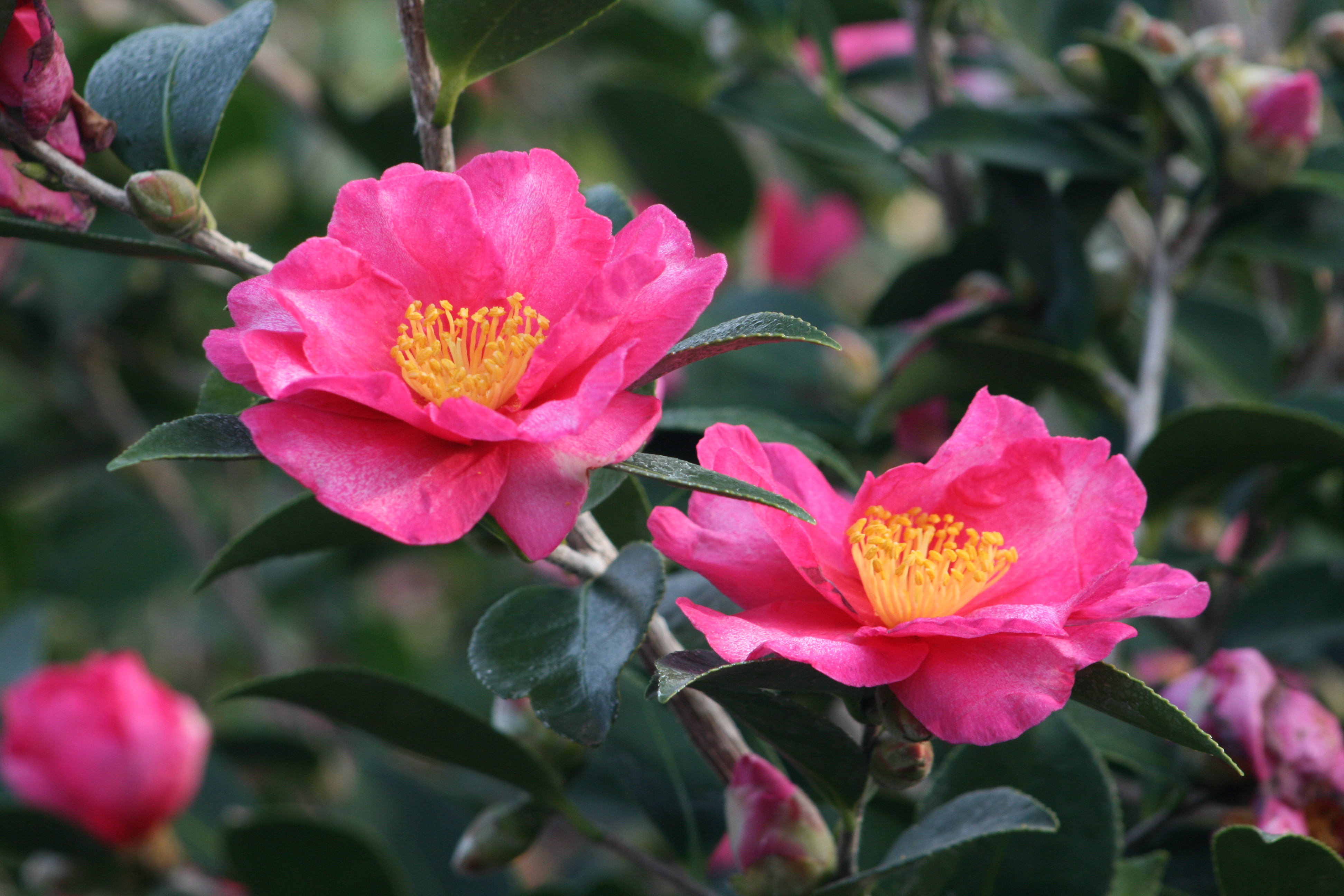 camellia2