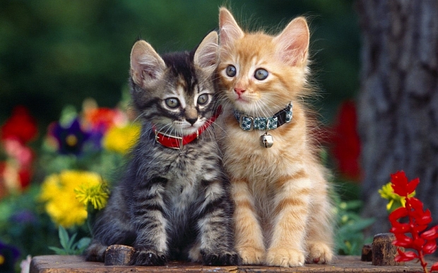 cats in collars