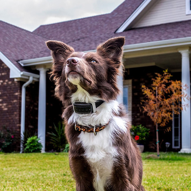 * Collar only, require Delta Inbounds Transmitter to