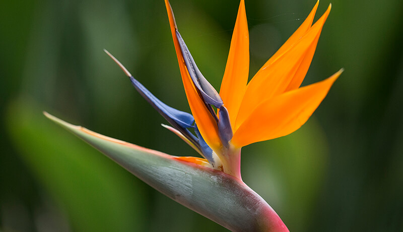 bird of paradise plant