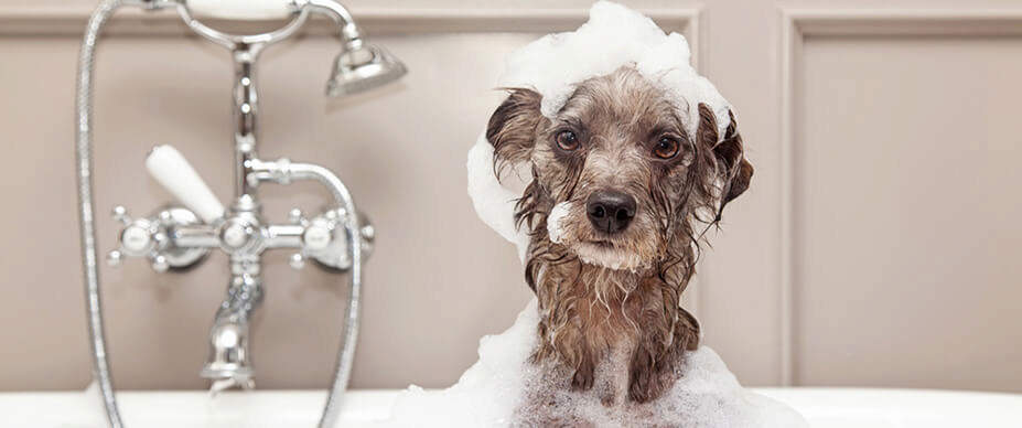 Taking care of your dog's skin and overall